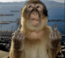 Monkey